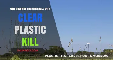 Does Covering Orchardgrass with Clear Plastic Cause Harm or Death?