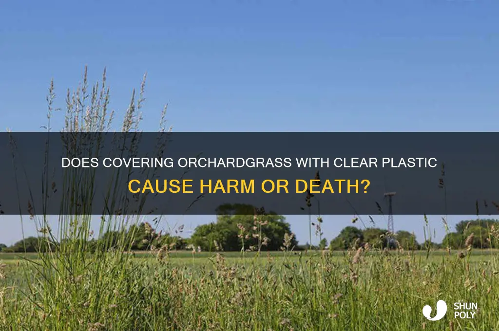 will covering orchardgrass with clear plastic kill