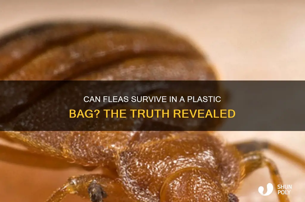 will fleas die in a plastic bag