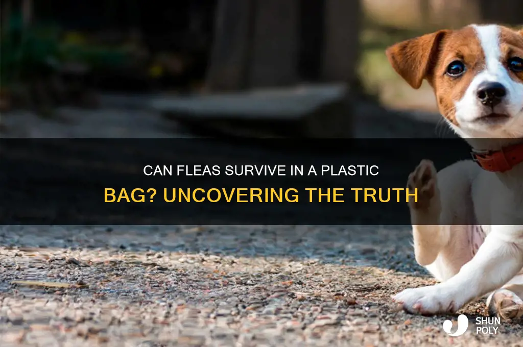 will fleas suffocate in a plastic bag