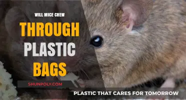 Can Mice Chew Through Plastic Bags? Protecting Your Food and Home