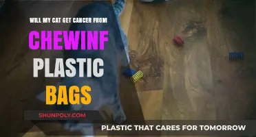 Can Chewing Plastic Bags Cause Cancer in Cats? What to Know