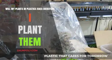 Can Plants Survive in Plastic Bags Until Planting? Key Tips