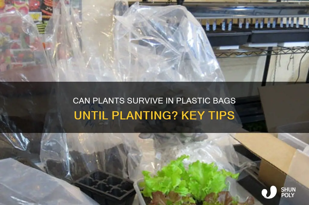 will my plants in plastics bags diebefore i plant them
