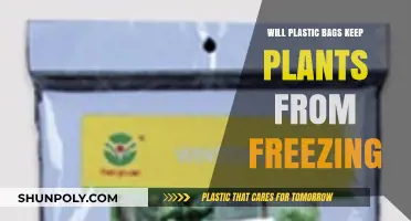 Protecting Plants from Frost: Do Plastic Bags Prevent Freezing Damage?