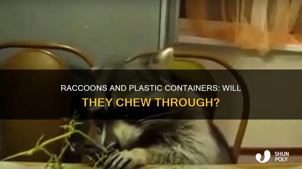 will raccoons chew a plastic container to get at food