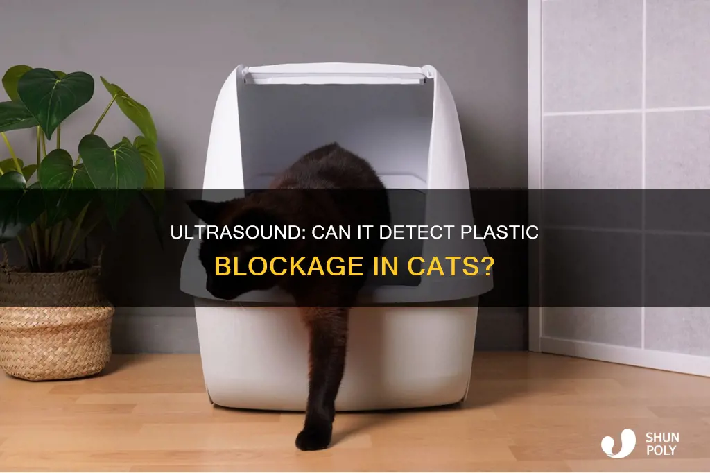 would ultrasound show a blockage cat plastic